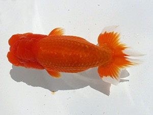 楽友らんちう会　二歳会　四位　奥富耕司