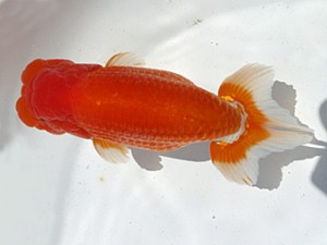 楽友らんちう会　二歳会　五位　稲村俊明