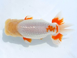 愛媛らん友会　二歳会　東大関　吉成志朗（徳島）