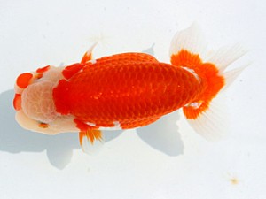 愛媛らん友会　二歳会　立行司　直野高幸（新居浜）