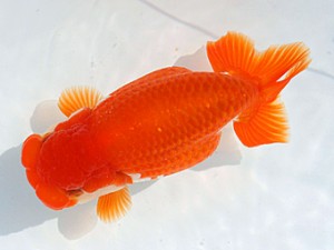 愛媛らん友会　二歳会　取締一　板谷一明（呉）