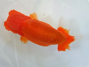 遠錦会　二歳会　東大関　鈴木和男（浜松市）