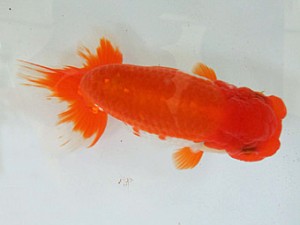 遠錦会　二歳会　西大関　安藤　寛（森町）