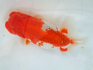 遠錦会　二歳会　立行司　五十嵐敏浩（浜松市）