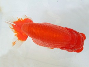 遠錦会　二歳会　東取締　柴田勝吉（浜松市）