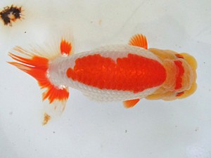 遠錦会　二歳会　西取締　曽根　修（島田町）