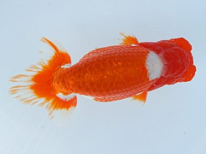 錦蘭会（大阪支部）　第95回春季品評大会　東大関　西賀一郎　豊中