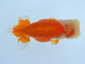 錦蘭会（大阪支部）　第95回春季品評大会　東取締　濱田英明　和歌山