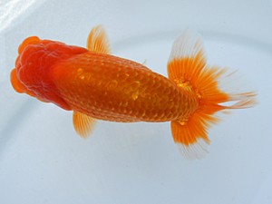 錦蘭会（大阪支部）　第95回春季品評大会　西取締　村岡満幸　川西