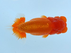 錦蘭会（大阪支部）　第95回春季品評大会　東大関　西口武志　羽曳野