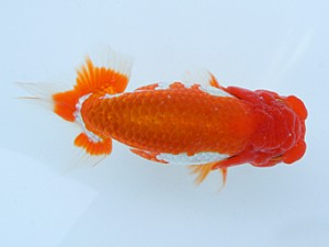 錦蘭会（大阪支部）　第95回春季品評大会　西大関　牧　敬剛　新宮