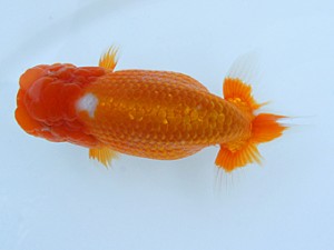 錦蘭会（大阪支部）　第95回春季品評大会　東取締　猪尾正紀　宍粟