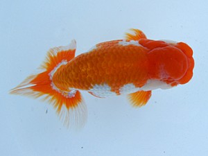 錦蘭会（大阪支部）　第95回春季品評大会　西取締　猪尾正紀　宍粟