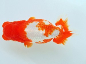 尾張優魚会　二歳会　東大関　小山徹志　山梨