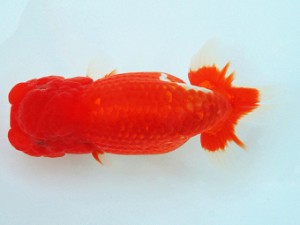 尾張優魚会　二歳会　西大関　小山徹志　山梨