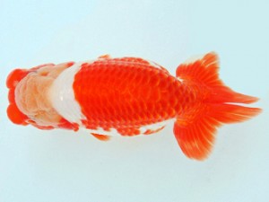 尾張優魚会　二歳会　立行司　庄村　清　山梨