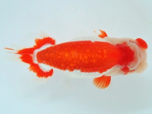 尾張優魚会　二歳会　東取締　近藤憲正　あま