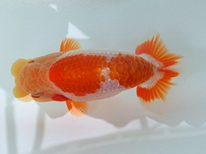 蘭優・観友　二歳会　一位　相馬健一