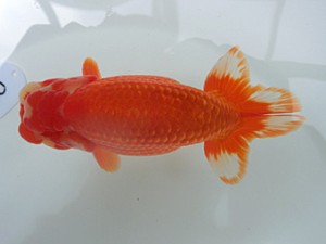 蘭優・観友　二歳会　二位　近江谷　潤