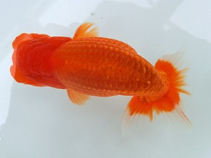 蘭優・観友　二歳会　三位　福沢　誠