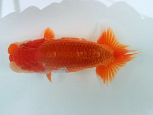 蘭優・観友　二歳会　四位　相馬健一