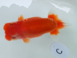 蘭優・観友　二歳会　五位　相馬健一