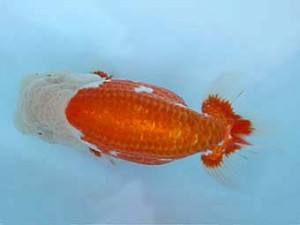 春季品評大会　二歳魚　東大関　吉岡眞一