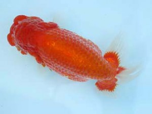 春季品評大会　二歳魚　西大関　吉岡眞一