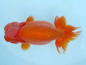 春季品評大会　二歳魚　立行司　柴山勝男