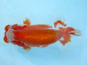 春季品評大会　二歳魚　取締一　吉岡眞一