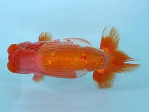 春季品評大会　二歳魚　取締二　伊藤嘉男