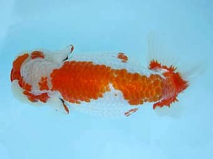 春季品評大会　親魚　東大関　深井利靖