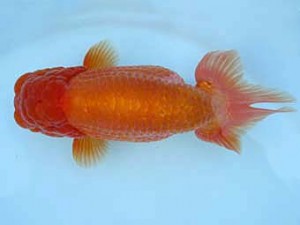 春季品評大会　親魚　西大関　高橋信夫