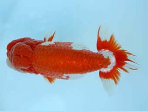 春季品評大会　親魚　立行司　柴山勝男