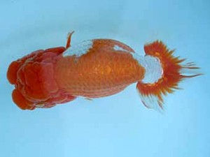 春季品評大会　親魚　取締一　高橋信夫