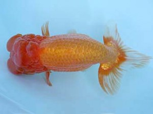 春季品評大会　親魚　取締二　稲村俊明