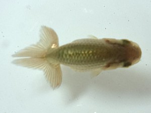 文化連合会　第1回研究会　東大関　杉江克己