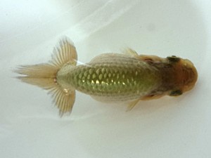 文化連合会　第1回研究会　西大関　井上廣太