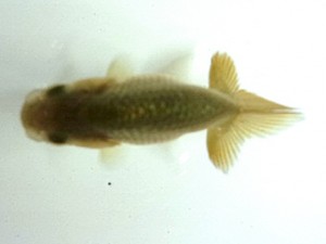 文化連合会　第1回研究会　立行司　伊藤弘之