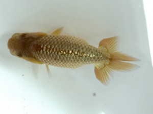 文化連合会　第1回研究会　東取締　山田芳人