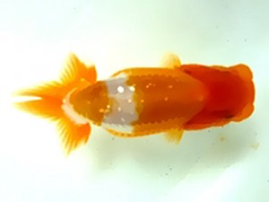 浜松愛魚会　当歳魚研究会　東大関　出口博也