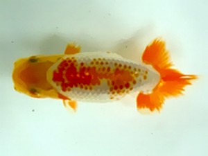 浜松愛魚会　当歳魚研究会　西大関　小野　五