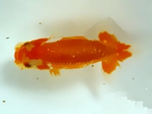 浜松愛魚会　当歳魚研究会　立行司　鈴木和男