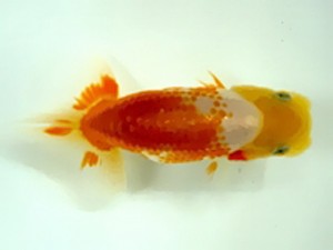 浜松愛魚会　当歳魚研究会　取締一　鈴木和男