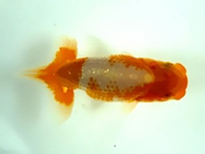 浜松愛魚会　当歳魚研究会　取締二　松田力三