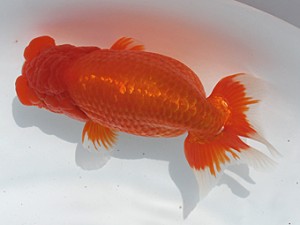 観栄らんちう会　二歳会　東大関　渡邉祟光