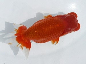 観栄らんちう会　二歳会　西大関　光山郁雄