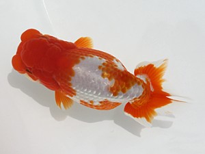 観栄らんちう会　二歳会　立行司　小山徹志