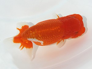 観栄らんちう会　二歳会　取締一　小山徹志