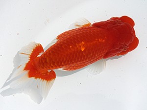 観栄らんちう会　二歳会　取締二　渡邉祟光